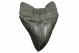 Serrated, Fossil Megalodon Tooth - South Carolina #264545-2